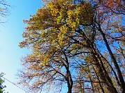 12 Sulla Via dell'Allegrezza da Astino alla Sella della Madonna del Bosco 